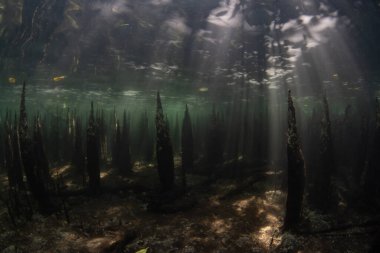 Güneş ışığı, Endonezya 'nın Küçük Sunda Adaları' ndaki Lembata adasında bulunan karanlık bir mangrov ormanına doğru süzülür. Mangrovlar hayati bir ekolojik rol oynar ve mercan resiflerine bağlıdır..