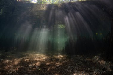 Güneş ışığı, Endonezya 'nın Küçük Sunda Adaları' ndaki Lembata adasında bulunan karanlık bir mangrov ormanına doğru süzülür. Mangrovlar hayati bir ekolojik rol oynar ve mercan resiflerine bağlıdır..