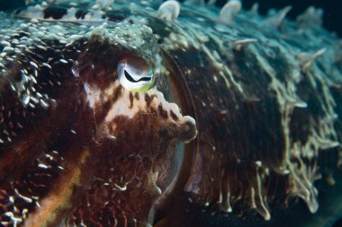 Küçük Sunda Adaları 'ndaki bir mercan resifinde bulunan Sepia latimanus adlı Broadclub mürekkep balığının gözünün ayrıntıları. Bu kafadanbacaklılar, karmaşık göz bebekleri sayesinde 3 boyutlu sahneleri algılama yeteneğine sahipler..