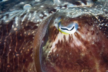 Küçük Sunda Adaları 'ndaki bir mercan resifinde bulunan Sepia latimanus adlı Broadclub mürekkep balığının gözünün ayrıntıları. Bu kafadanbacaklılar, karmaşık göz bebekleri sayesinde 3 boyutlu sahneleri algılama yeteneğine sahipler..