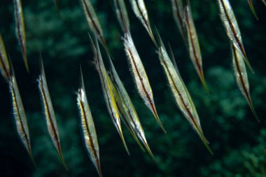 Bir Razorfish okulu, Aeoliscus strigatus, Endonezya, Alor 'da bir mercan resifinin üzerinde yüzer. Bu sıradışı balıklar başları aşağıda, kuyrukları yukarıda yüzerler ve resiflerde bulunan zooplanktonlarla beslenirler..