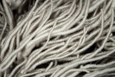 Detail of the long, sinuous tentacles of a Sinularia soft coral growing on a healthy reef in Indonesia. The tentacles are covered with polyps that feed on zooplankton.