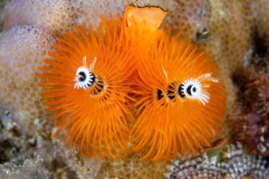 Bir Noel ağacı kurdu olan Spirobranchus giganteus, Endonezya 'da bir mercan resifinde yetişir. Bu renkli polichaeteler oturarak zooplankton, fitoplankton ve sudaki organik parçacıklarla beslenirler..