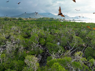 Sunda meyve yarasaları, Acerodon mackloti, kolonilerinin tünediği Flores yakınlarındaki bir adada geniş bir mangrov ormanının üzerinde uçar. Bu büyük yarasalar IUCN tarafından savunmasız bir tür olarak kabul edilir..