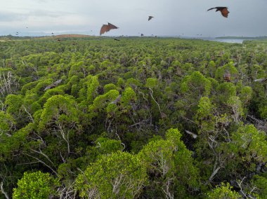 Sunda meyve yarasaları, Acerodon mackloti, kolonilerinin tünediği Flores yakınlarındaki bir adada geniş bir mangrov ormanının üzerinde uçar. Bu büyük yarasalar IUCN tarafından savunmasız bir tür olarak kabul edilir..