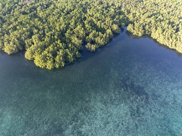 Endonezya 'nın Lembata adasında geniş bir mangrov ormanının kıyısında geniş bir deniz çayırı yetişir. Mangrovlar ve deniz yosunları yakındaki mercan resiflerinin sağlığı için hayati önem taşır..