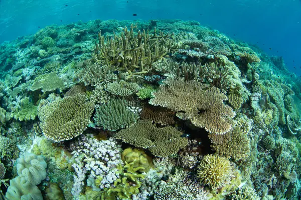 Resif inşa eden mercanlar, Endonezya 'daki Wakatobi Ulusal Parkı' ndaki ücra bir mercan adasında yer açmak için yarışıyor. Sulawesi açıklarındaki bu bölge olağanüstü deniz biyolojik çeşitliliğiyle bilinir..