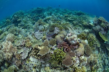 Resif inşa eden mercanlar, Endonezya 'daki Wakatobi Ulusal Parkı' ndaki ücra bir mercan adasında yer açmak için yarışıyor. Sulawesi açıklarındaki bu bölge olağanüstü deniz biyolojik çeşitliliğiyle bilinir..