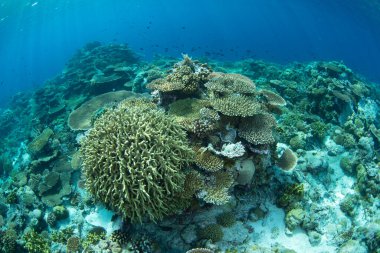 Resif inşa eden mercanlar, Endonezya 'daki Wakatobi Ulusal Parkı' ndaki ücra bir mercan adasında yer açmak için yarışıyor. Sulawesi açıklarındaki bu bölge olağanüstü deniz biyolojik çeşitliliğiyle bilinir..