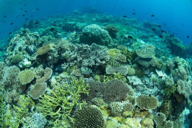 Resif inşa eden mercanlar, Endonezya 'daki Wakatobi Ulusal Parkı' ndaki ücra bir mercan adasında yer açmak için yarışıyor. Sulawesi açıklarındaki bu bölge olağanüstü deniz biyolojik çeşitliliğiyle bilinir..