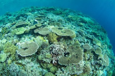 Resif inşa eden mercanlar, Endonezya 'daki Wakatobi Ulusal Parkı' ndaki ücra bir mercan adasında yer açmak için yarışıyor. Sulawesi açıklarındaki bu bölge olağanüstü deniz biyolojik çeşitliliğiyle bilinir..