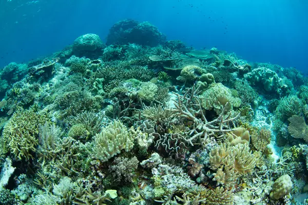 Resif inşa eden mercanlar, Endonezya 'daki Wakatobi Ulusal Parkı' ndaki ücra bir mercan adasında yer açmak için yarışıyor. Sulawesi açıklarındaki bu bölge olağanüstü deniz biyolojik çeşitliliğiyle bilinir..