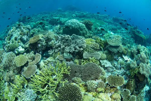 Resif inşa eden mercanlar, Endonezya 'daki Wakatobi Ulusal Parkı' ndaki ücra bir mercan adasında yer açmak için yarışıyor. Sulawesi açıklarındaki bu bölge olağanüstü deniz biyolojik çeşitliliğiyle bilinir..