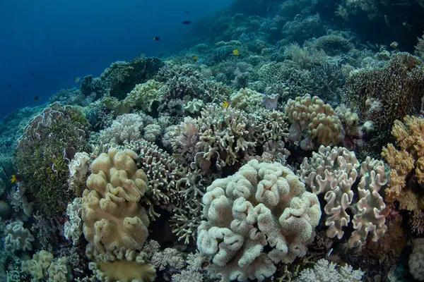 Endonezya 'daki Wakatobi Ulusal Parkı' nda sığ resiflerde sağlıklı mercanlar gelişir. Bu ücra bölge, inanılmaz deniz biyolojik çeşitliliği nedeniyle tüplü dalış ve şnorkelle dalış için popüler bir yerdir..