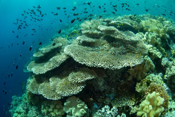 Resif inşa eden mercanlar, Endonezya 'daki Wakatobi Ulusal Parkı' ndaki ücra bir mercan adasında yer açmak için yarışıyor. Sulawesi açıklarındaki bu bölge olağanüstü deniz biyolojik çeşitliliğiyle bilinir..