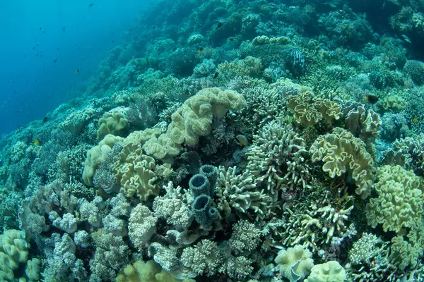 Resif inşa eden mercanlar, Endonezya 'daki Wakatobi Ulusal Parkı' ndaki ücra bir mercan adasında yer açmak için yarışıyor. Sulawesi açıklarındaki bu bölge olağanüstü deniz biyolojik çeşitliliğiyle bilinir..