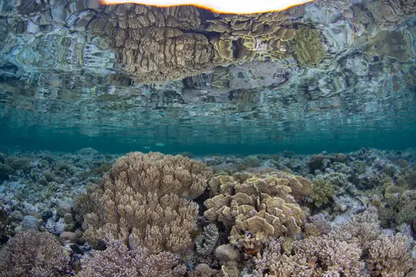 Endonezya 'daki Wakatobi Ulusal Parkı' nda sığ resiflerde sağlıklı mercanlar gelişir. Bu ücra bölge, inanılmaz deniz biyolojik çeşitliliği nedeniyle tüplü dalış ve şnorkelle dalış için popüler bir yerdir..