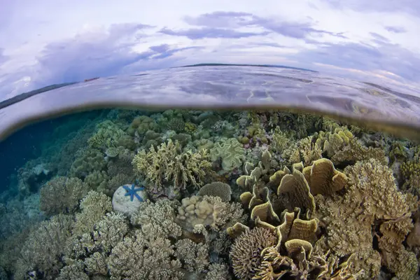 Endonezya 'daki Wakatobi Ulusal Parkı' nda sığ resiflerde sağlıklı mercanlar gelişir. Bu ücra bölge, inanılmaz deniz biyolojik çeşitliliği nedeniyle tüplü dalış ve şnorkelle dalış için popüler bir yerdir..