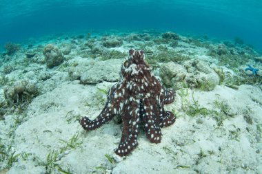 Bir ahtapot, Octopus siyanea, Endonezya 'daki Wakatobi Ulusal Parkı' nda, kum, deniz kabuğu ve mercanlardan oluşan sığ bir deniz tabanını keşfeder. Ahtapotlar son derece zekidir ama nadiren 12-15 aydan fazla yaşarlar..