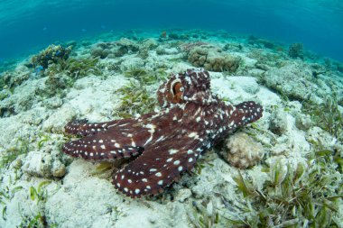 Bir ahtapot, Octopus siyanea, Endonezya 'daki Wakatobi Ulusal Parkı' nda, kum, deniz kabuğu ve mercanlardan oluşan sığ bir deniz tabanını keşfeder. Ahtapotlar son derece zekidir ama nadiren 12-15 aydan fazla yaşarlar..