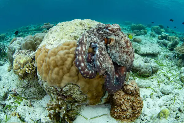 Bir ahtapot, Octopus siyanea, Endonezya 'daki Wakatobi Ulusal Parkı' nda, kum, deniz kabuğu ve mercanlardan oluşan sığ bir deniz tabanını keşfeder. Ahtapotlar son derece zekidir ama nadiren 12-15 aydan fazla yaşarlar..