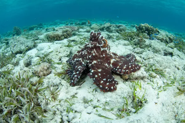 Bir ahtapot, Octopus siyanea, Endonezya 'daki Wakatobi Ulusal Parkı' nda, kum, deniz kabuğu ve mercanlardan oluşan sığ bir deniz tabanını keşfeder. Ahtapotlar son derece zekidir ama nadiren 12-15 aydan fazla yaşarlar..