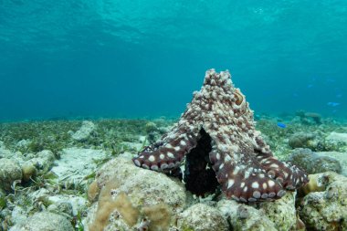 Bir ahtapot, Octopus siyanea, Endonezya 'daki Wakatobi Ulusal Parkı' nda, kum, deniz kabuğu ve mercanlardan oluşan sığ bir deniz tabanını keşfeder. Ahtapotlar son derece zekidir ama nadiren 12-15 aydan fazla yaşarlar..