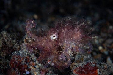 İyi kamufle olmuş Kıllı Ahtapot Ahtapot, Endonezya 'nın Lembeh Boğazı' nın deniz tabanında sürünür. Bu küçük, tanımlanamayan sefalopod nadiren görülüyor ve bu konuda neredeyse hiçbir şey bilinmiyor..
