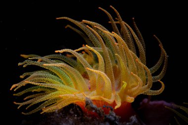 Bir Kupa mercan polipsi, Tubastrea coccinea, Endonezya 'da bir mercan resifinde yetişir. Bu büyük mercan polipleri uzun dokunaçlarıyla planktonik avları yakalar..