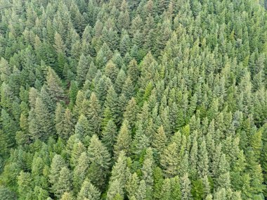 Douglas-köknar ağaçlarından oluşan sık bir orman olan Pseudotsuga menziesii, kuzey Oregon kıyısına bakan dik yamaçlarda yetişir. Bu ağaç türü Oregon 'da yaygındır ve ticari olarak değerlidir..