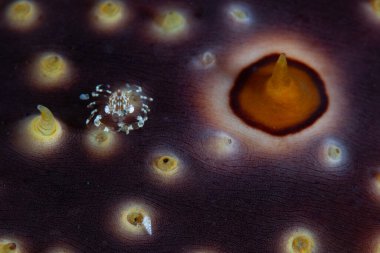 Küçük bir yengeç, Endonezya 'daki mercan resifinde çok daha büyük bir deniz hıyarı ile simbiyotik olarak yaşar. Ortak yaşamlar mercan resiflerinde yaygındır ve genellikle her iki türe de faydalıdır..