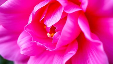 A close-up shot reveals the intricate details of a vibrant pink flower. The soft petals and vivid hues create a stunning visual effect. The image focuses on the flower's texture and color, highlighting its delicate beauty. clipart