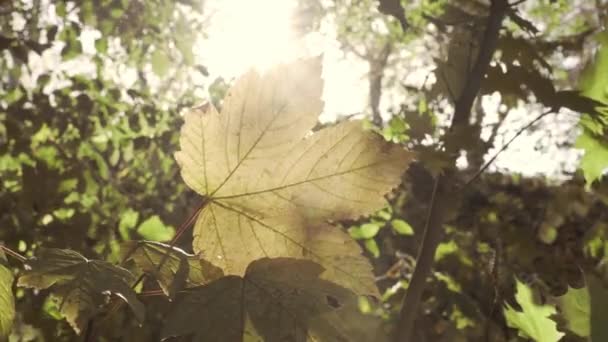 Arka Planda Güneş Olan Bir Dalda Sonbahar Yaprağı Rüzgar Sonbahar — Stok video