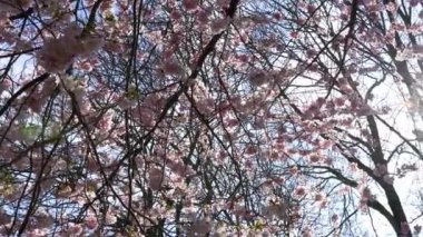 İlkbaharda kiraz ağaçlarının yavaş çekimleri. Güneş dalların arasından bir yıldız gibi görünür. Kamera soldan sağa dönüyor..