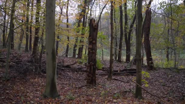Половина Дерева Лесу Зимой Деревья Потеряли Листья Листья Земле Ощущение — стоковое видео