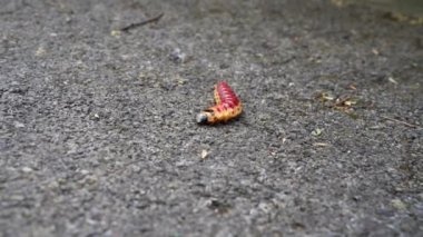 Kırmızı bir tırtılın videosu. Keçi ağzı olarak da bilinir. Bilimsel adı Cossus Cossus. Dışarıdaki detaylı görüntüler. Keçi ağızlı tırtıl hareket ediyor..