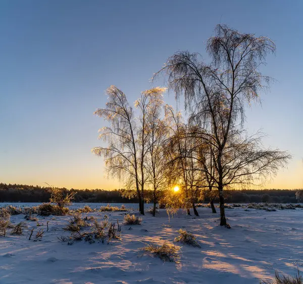 winter sunrise on a frozen field
