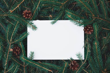 Noel ağacı dallarında beyaz boş yalanlar. Noel kompozisyonu. Doğa Yeni Yıl Konsepti.