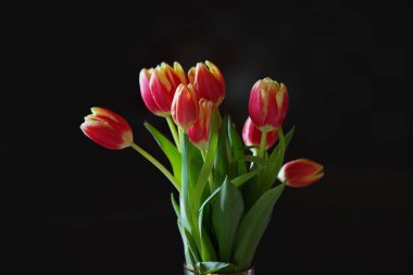 Tulips bouquet in glass vase on dark background. International Women's Day. 