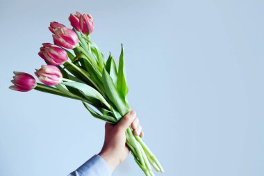 A mans hand holds a beautiful bouquet of tulips against a  blue background. The concept of the celebration. Women's Day on March 8. Valentine's day
