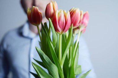 Close-up of bouquet of red tulips in man hands a  blue background. Concept of the celebration. Women's Day on March 8. Valentine's day