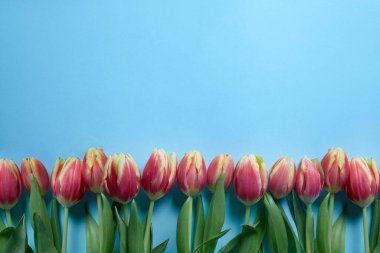 Mavi bir zemin üzerinde pembe renkli laleler, fotokopi alanı olan düz bir kompozisyonda