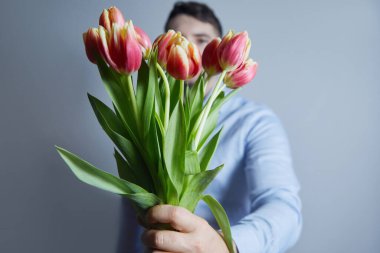 Close-up of bouquet of red tulips in man hands a  blue background. Concept of the celebration. Women's Day on March 8. Valentine's day