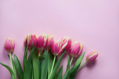 Pembe arka planda pembe laleler..