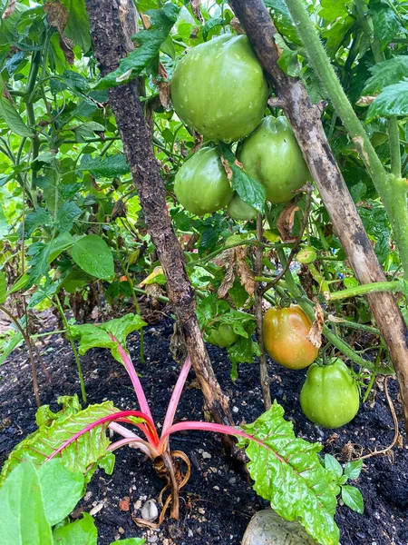 Jardinagem Urbana Cidade Varanda Terraço Com Legumes Tomate Salada Rabanete — Fotografia de Stock