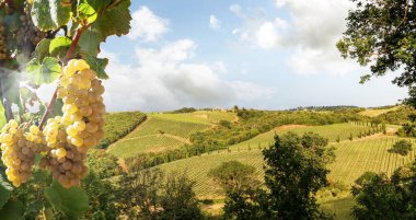 Vineyards with grapevine and hilly tuscan landscape near winery along Chianti wine road in the summer sun, Tuscany Italy Europe clipart