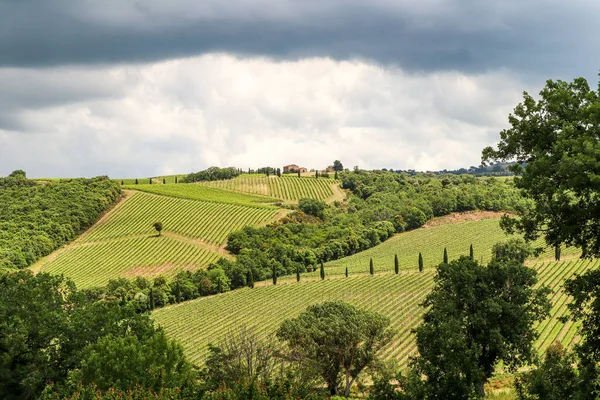 Wine Production Ripe Grapes Harvest Old Vineyard Winery Tuscany Wine — Stock Photo, Image