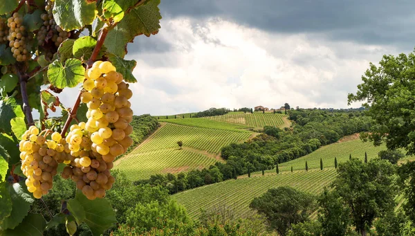 Wine Production Ripe Grapes Harvest Old Vineyard Winery Tuscany Wine — Stock Photo, Image