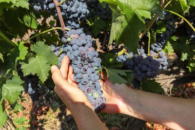 Hasattan önce kırmızı şarap üzümlü üzüm bağı Etna bölgesi yakınlarındaki bir şaraphanede, İtalya, Sicilya 'da şarap üretimi