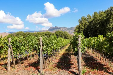 Hasattan önce kırmızı şarap üzümlü üzüm bağı Etna bölgesi yakınlarındaki bir şaraphanede, İtalya, Sicilya 'da şarap üretimi